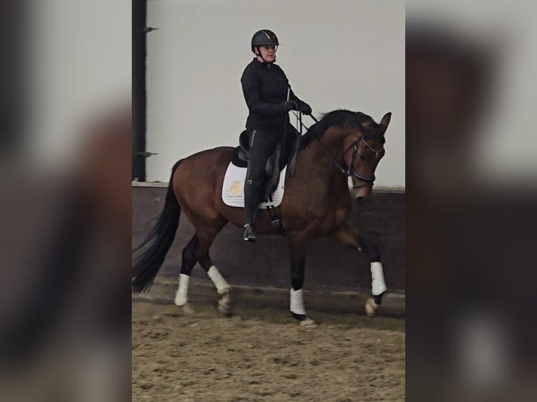 KWPN Caballo castrado 4 años 169 cm Castaño in Zuid-Beijerland