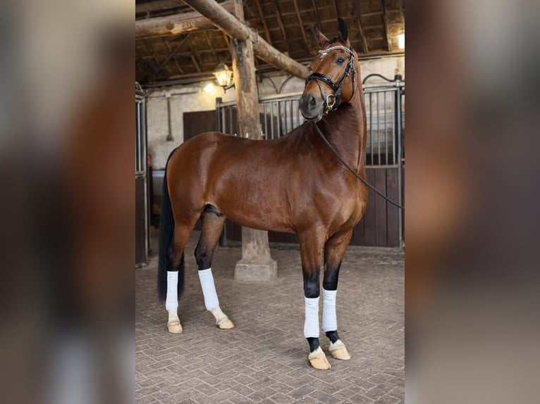 KWPN Caballo castrado 4 años 169 cm Castaño in Zuid-Beijerland