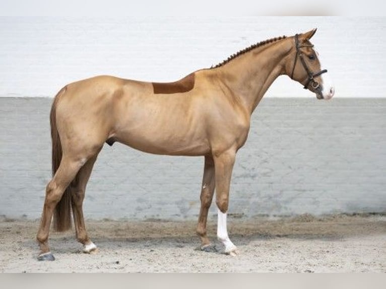 KWPN Caballo castrado 4 años 169 cm Castaño in Heerde