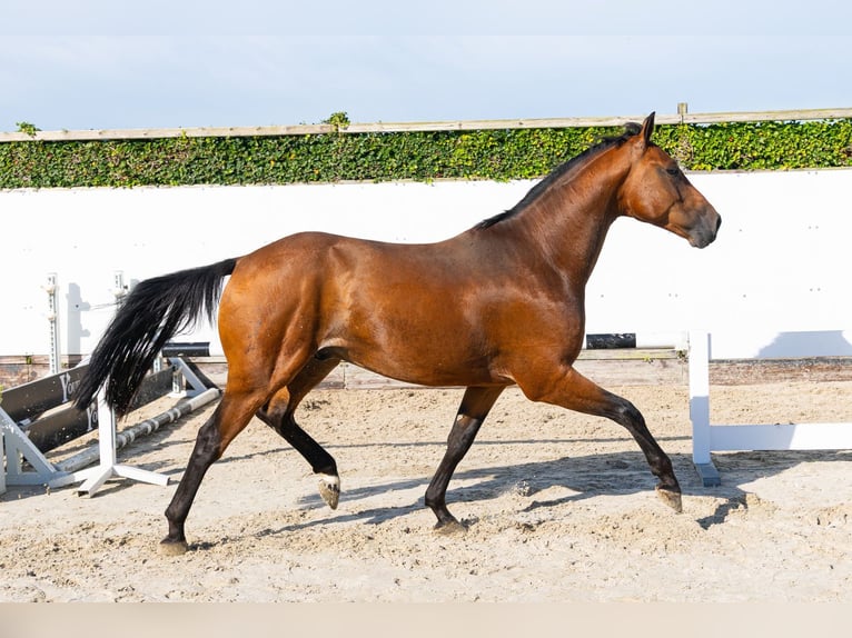 KWPN Caballo castrado 4 años 169 cm Castaño in Waddinxveen
