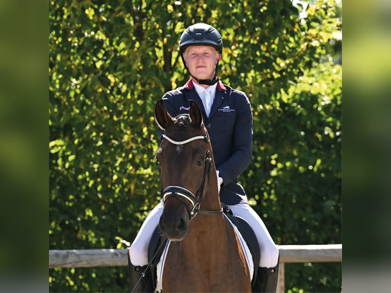 KWPN Caballo castrado 4 años 169 cm Castaño oscuro in Vechta