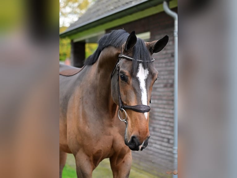 KWPN Caballo castrado 4 años 169 cm Castaño oscuro in Bladel