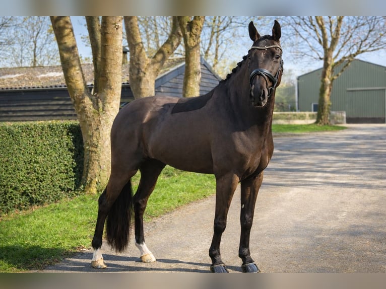 KWPN Caballo castrado 4 años 169 cm Negro in Bergen aan Zee