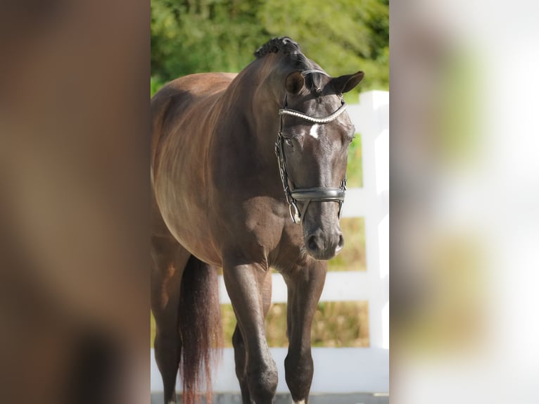 KWPN Caballo castrado 4 años 169 cm Negro in Nettersheim