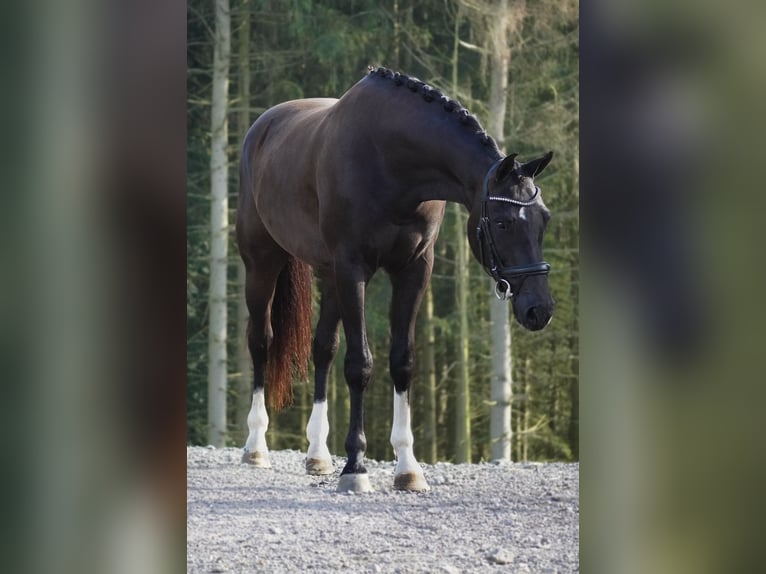 KWPN Caballo castrado 4 años 169 cm Negro in Nettersheim