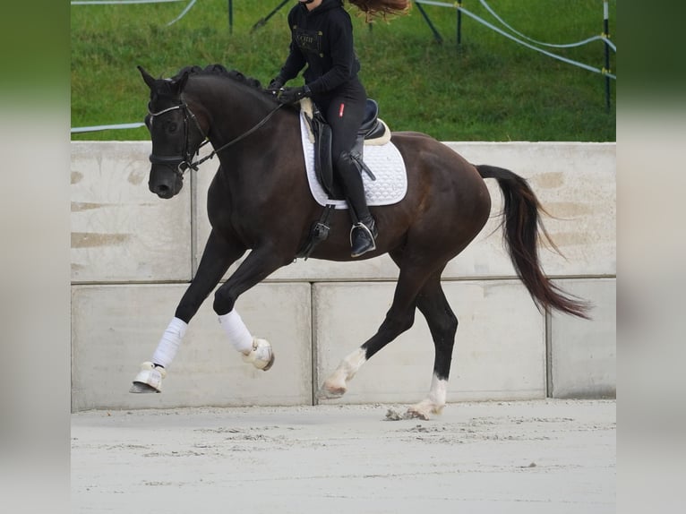 KWPN Caballo castrado 4 años 169 cm Negro in Nettersheim