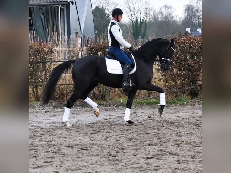 KWPN Caballo castrado 4 años 169 cm Negro in PrinsenbeekPrinssenbeek