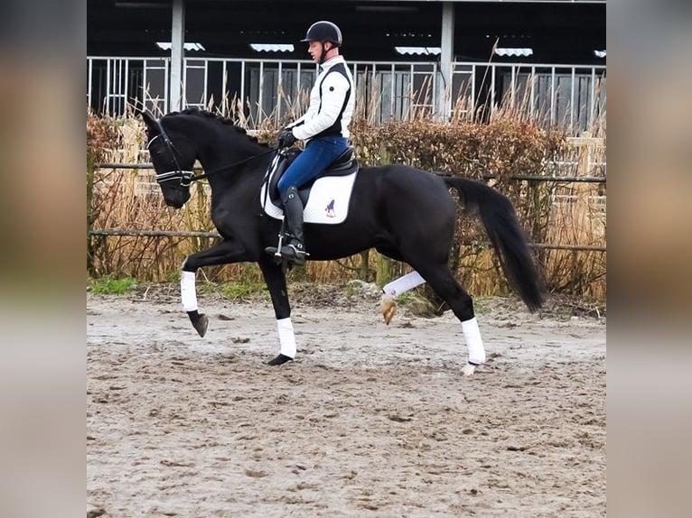 KWPN Caballo castrado 4 años 169 cm Negro in PrinsenbeekPrinssenbeek