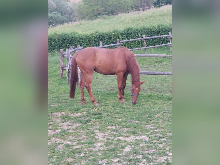 KWPN Caballo castrado 4 años 170 cm Alazán in Velinci