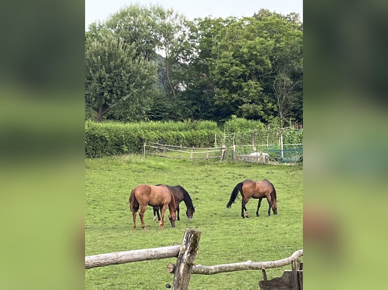 KWPN Caballo castrado 4 años 170 cm Alazán in Velinci