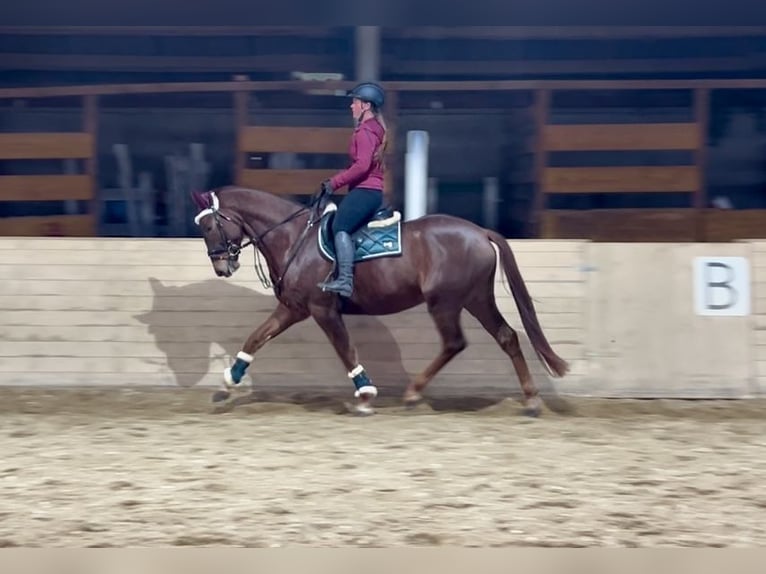 KWPN Caballo castrado 4 años 170 cm Alazán in Pelmberg