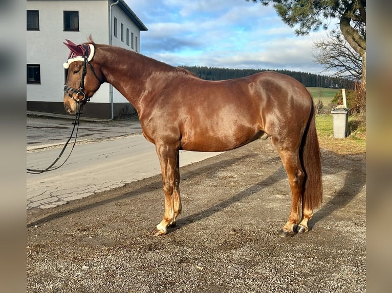 KWPN Caballo castrado 4 años 170 cm Alazán in Pelmberg