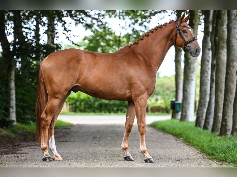 KWPN Caballo castrado 4 años 170 cm Alazán in Rees