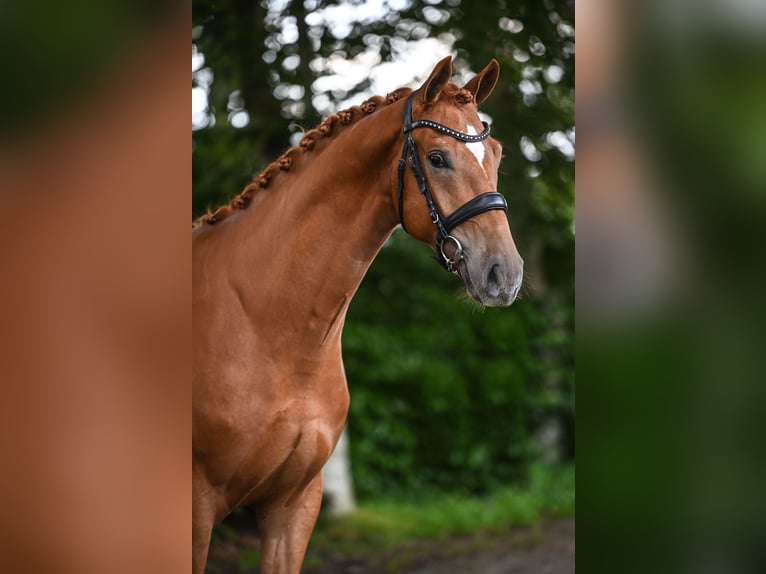 KWPN Caballo castrado 4 años 170 cm Alazán in Rees