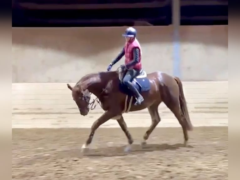 KWPN Caballo castrado 4 años 170 cm Alazán in Pelmberg