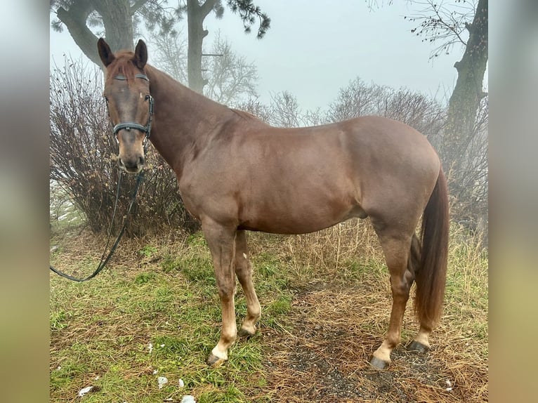 KWPN Caballo castrado 4 años 170 cm Alazán in Pelmberg