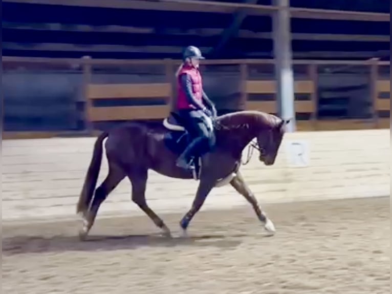 KWPN Caballo castrado 4 años 170 cm Alazán in Pelmberg