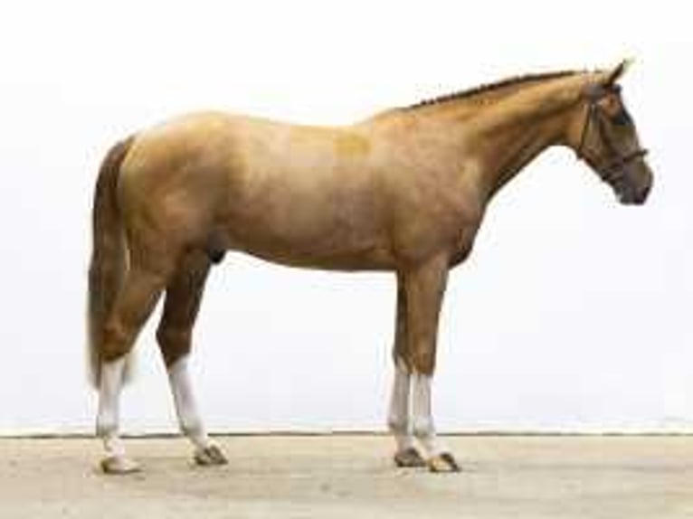 KWPN Caballo castrado 4 años 170 cm Alazán in Waddinxveen