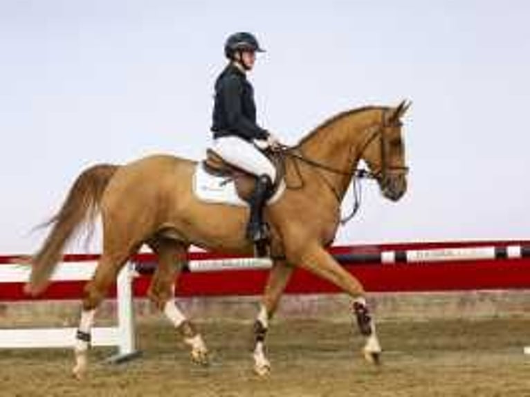 KWPN Caballo castrado 4 años 170 cm Alazán in Waddinxveen