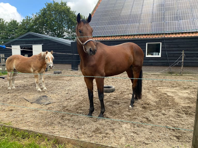 KWPN Caballo castrado 4 años 170 cm in Valkenswaard