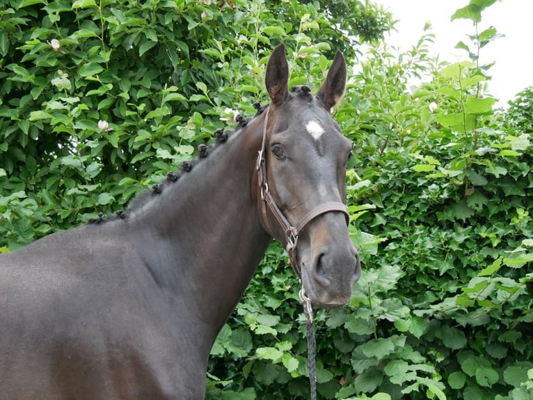 KWPN Caballo castrado 4 años 170 cm in Dorsten