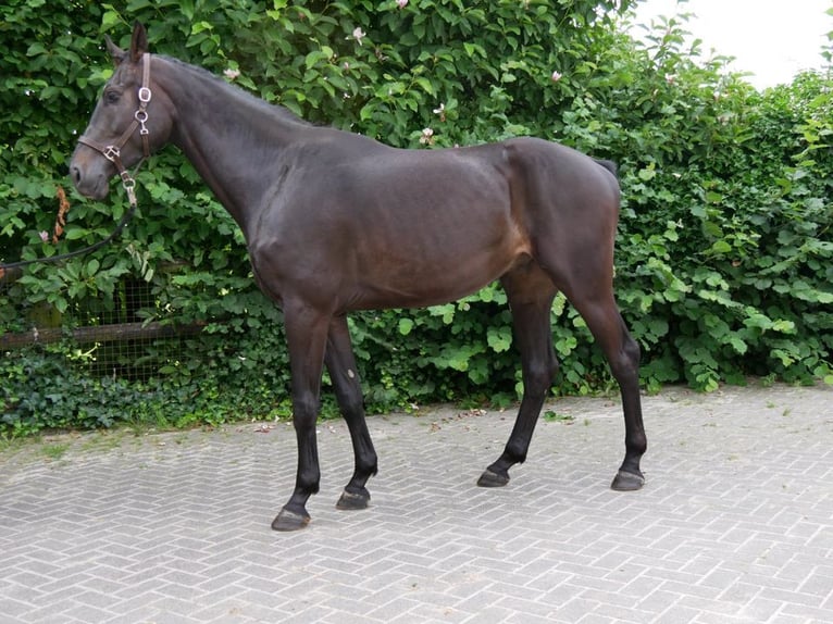 KWPN Caballo castrado 4 años 170 cm in Dorsten