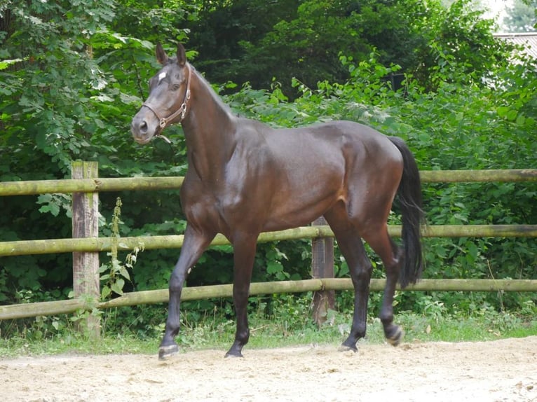 KWPN Caballo castrado 4 años 170 cm in Dorsten