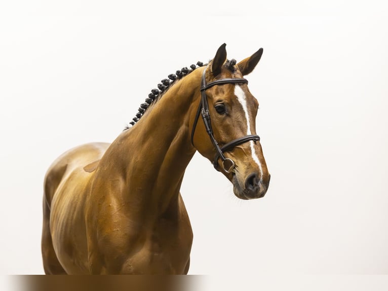 KWPN Caballo castrado 4 años 170 cm  in Waddinxveen