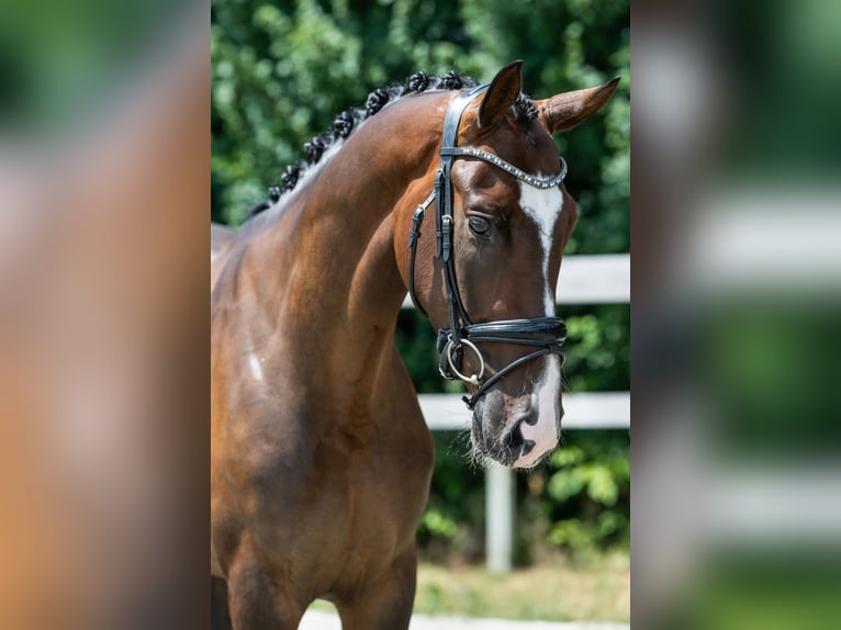 KWPN Caballo castrado 4 años 170 cm Castaño in Baexem