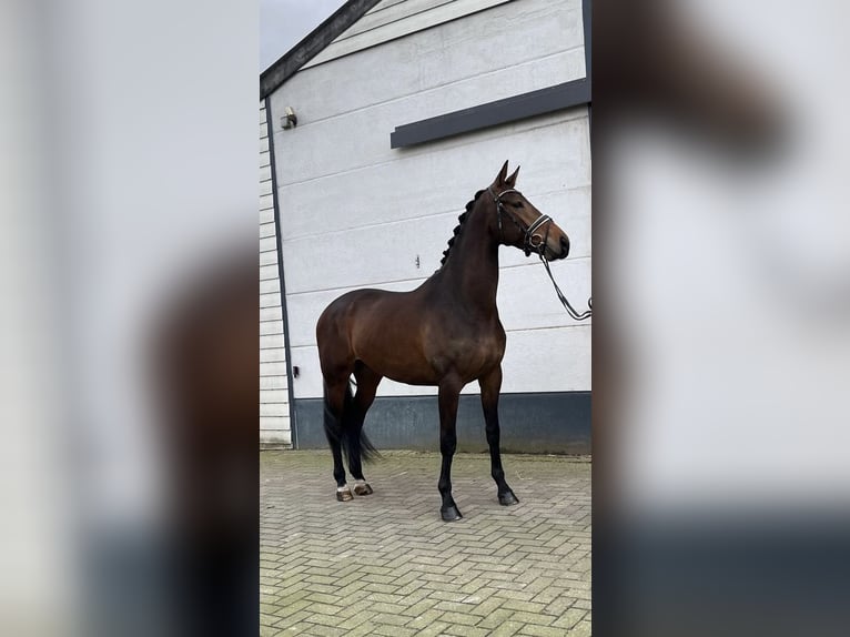 KWPN Caballo castrado 4 años 170 cm Castaño in Mönchengladbach