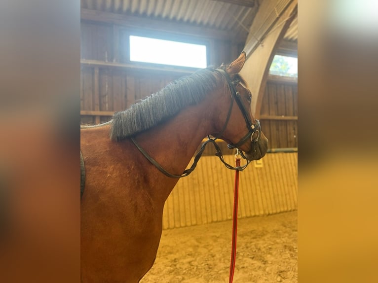 KWPN Caballo castrado 4 años 170 cm Castaño in Miltenberg