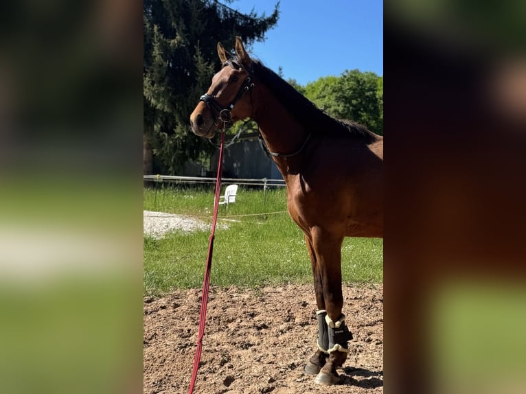KWPN Caballo castrado 4 años 170 cm Castaño in Miltenberg