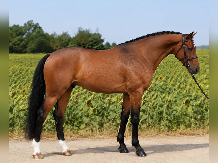 KWPN Caballo castrado 4 años 170 cm Castaño in Szarvas