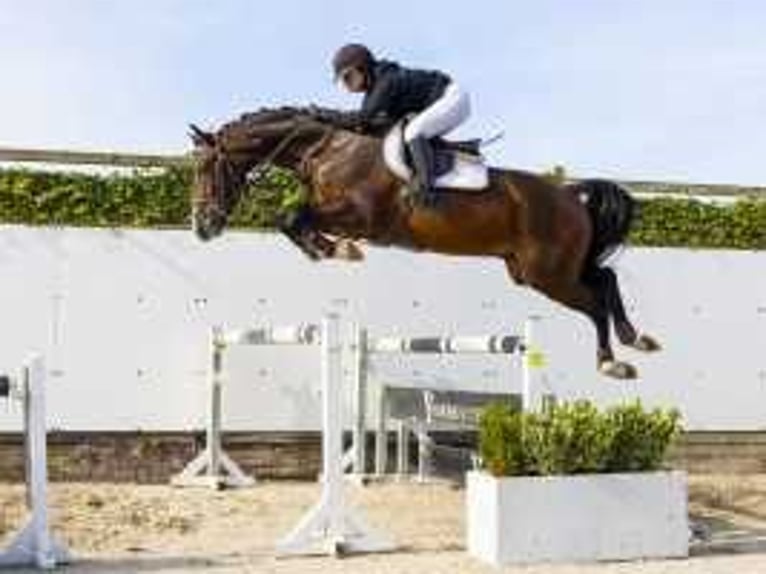 KWPN Caballo castrado 4 años 170 cm Castaño in Waddinxveen