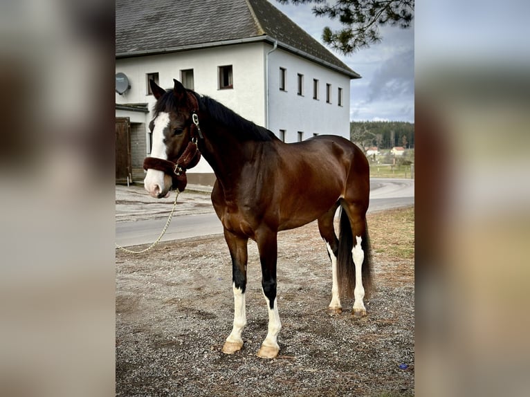 KWPN Caballo castrado 4 años 170 cm Castaño oscuro in Pelmberg