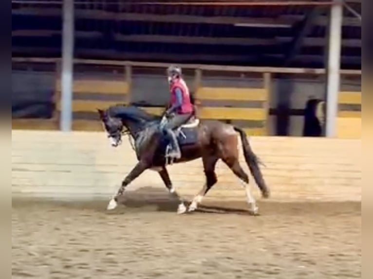 KWPN Caballo castrado 4 años 170 cm Castaño oscuro in Pelmberg