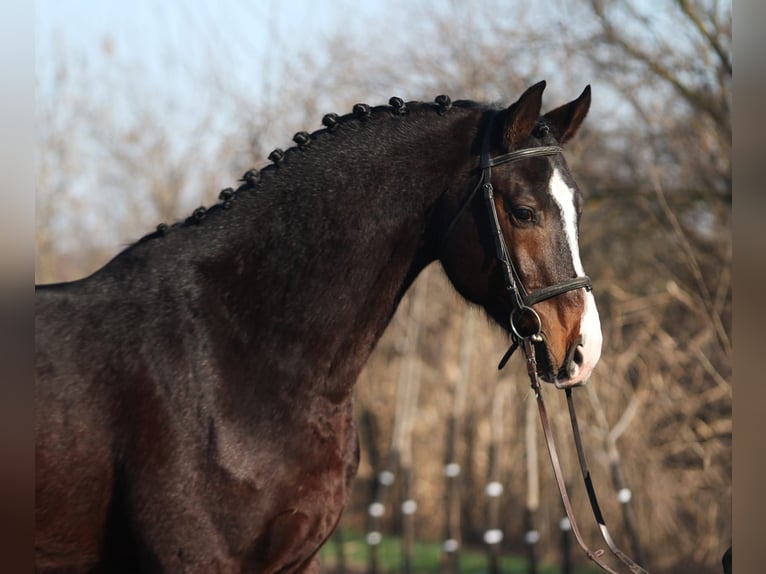 KWPN Caballo castrado 4 años 170 cm Castaño oscuro in Gyula