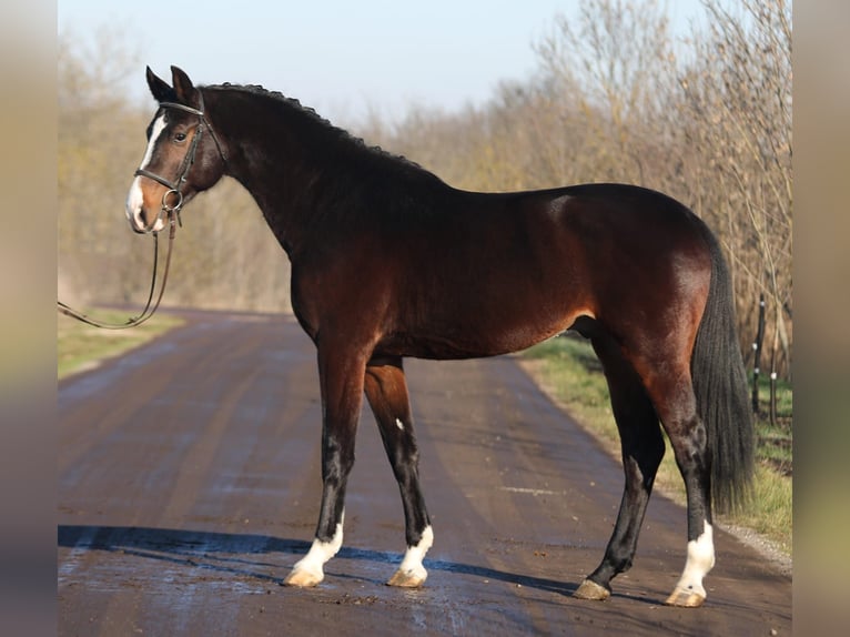 KWPN Caballo castrado 4 años 170 cm Castaño oscuro in Gyula