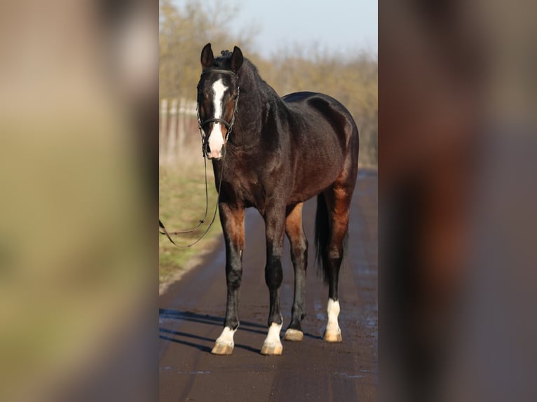 KWPN Caballo castrado 4 años 170 cm Castaño oscuro in Gyula