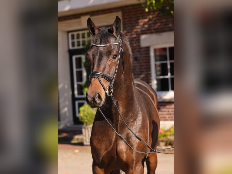 KWPN Caballo castrado 4 años 170 cm Castaño oscuro in Dietenheim
