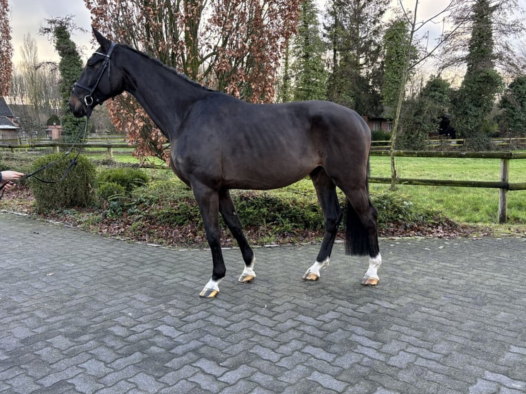 KWPN Caballo castrado 4 años 170 cm Castaño oscuro in Hamm