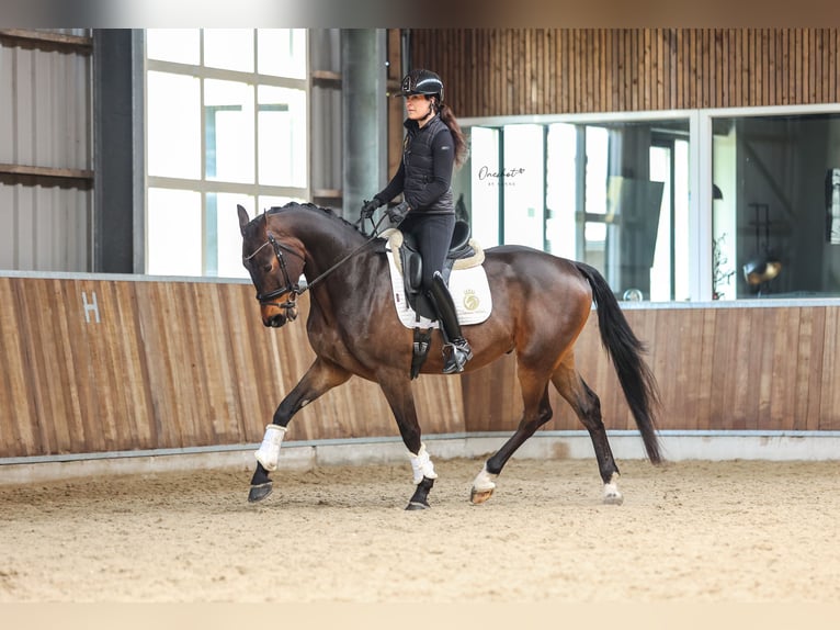 KWPN Caballo castrado 4 años 170 cm Castaño oscuro in Harlingen