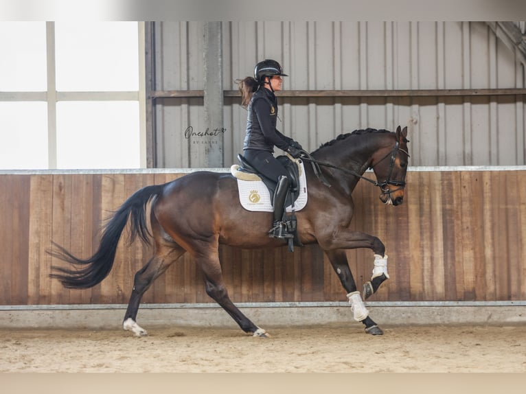 KWPN Caballo castrado 4 años 170 cm Castaño oscuro in Harlingen