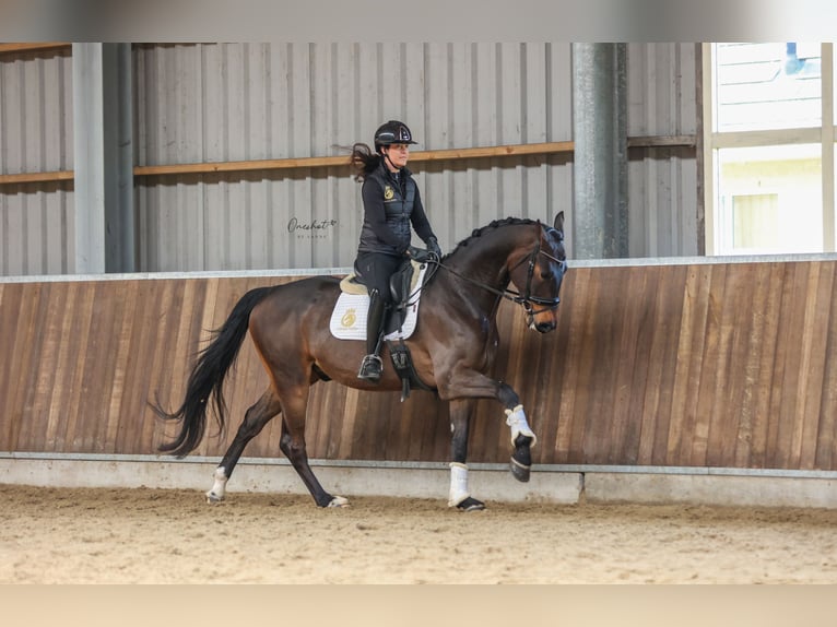 KWPN Caballo castrado 4 años 170 cm Castaño oscuro in Harlingen