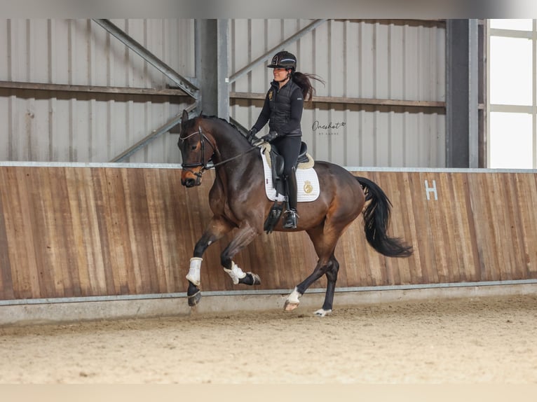 KWPN Caballo castrado 4 años 170 cm Castaño oscuro in Harlingen