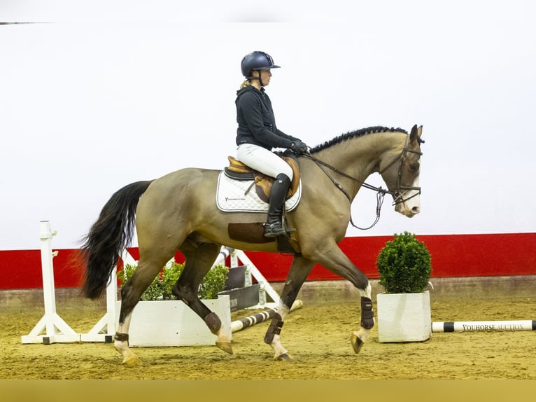 KWPN Caballo castrado 4 años 170 cm Castaño oscuro in Waddinxveen