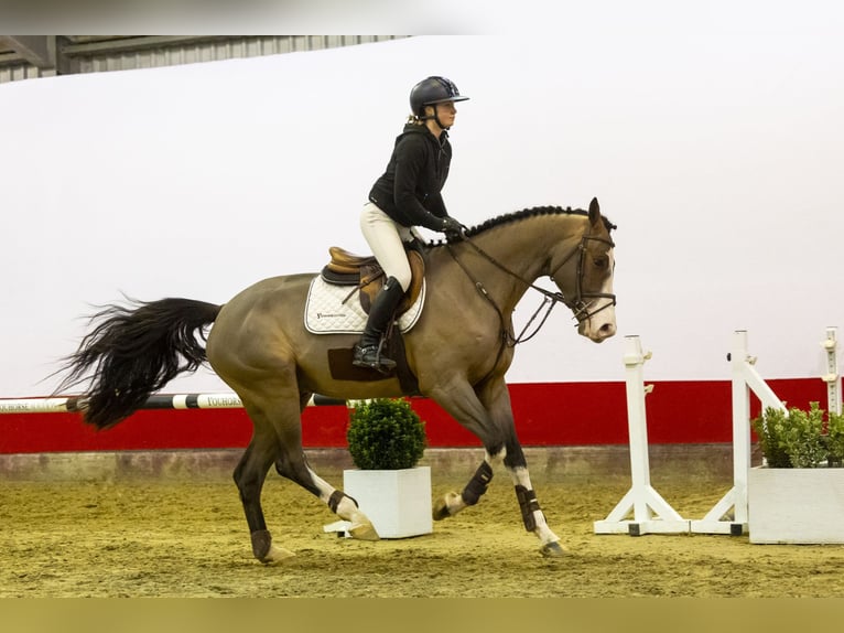 KWPN Caballo castrado 4 años 170 cm Castaño oscuro in Waddinxveen