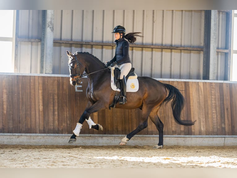 KWPN Caballo castrado 4 años 170 cm Castaño oscuro in Harlingen