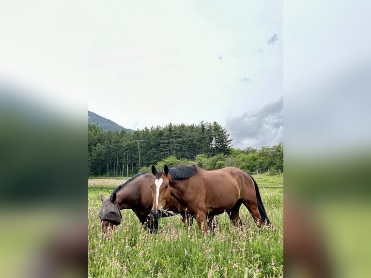 KWPN Caballo castrado 4 años 170 cm Castaño rojizo in Embrun