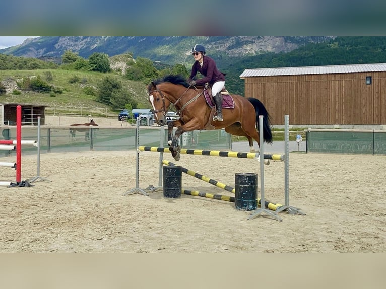 KWPN Caballo castrado 4 años 170 cm Castaño rojizo in Embrun